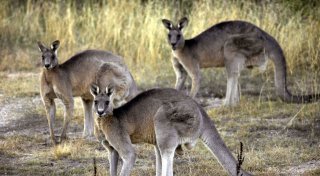 Mann in Australien soll fast 100 Kängurus erschossen haben