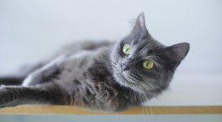 Das sind die niedlichsten Katzen Bielefelds