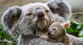 Stuttgarts Koala-Nachwuchs kommt neugierig aus den Beuteln