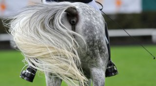Pferd stirbt: Tierrechtsorganisation Peta erstattet Anzeige