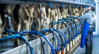 Weiter hohe Milch- und Butterpreise für 2025 erwartet