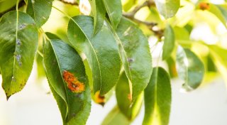 Pilzbefall im Garten - so lassen sich Pflanzen retten