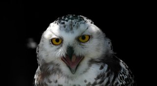 Eulen nicht infiziert: Entwarnung bei Vogelgrippe-Verdacht in Bielefeld