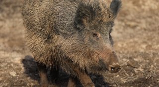 Kreis Höxter: Schweinepest treibt Parks zu drastischen Schritten