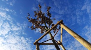 Stadtjubiläum soll in Steinheim mit 750 neuen Bäumen gefeiert werden