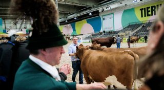 Wegen Tierseuche: Agrarbranche vor Grüner Woche unter Druck