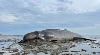 Nach Abschuss auf Sylt: Wal soll untersucht werden