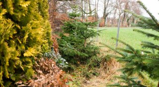 Diebe stehlen zum dritten Mal Weihnachtsbaum von Privatgrundstück im Kreis Gütersloh
