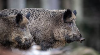 Kreis Paderborn wappnet sich gegen die Afrikanische Schweinepest