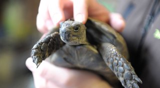 Schildkröte - als Haustier für Kinder geeignet?