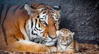 Mit Video: Tigerbabys im Tierpark Ströhen sind Bruder und Schwester