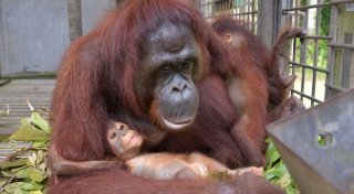 Tierische Supermama: Orang-Utan adoptiert Kind von Freundin