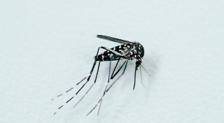 Tigermücken im Anflug? Wie Sie sich und Ihr Zuhause schützen