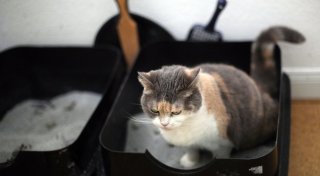 Meine Katze ist nicht stubenrein - was tun?
