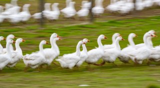 Deutsche Weihnachtsgans kann knapp werden - Wild beliebter?