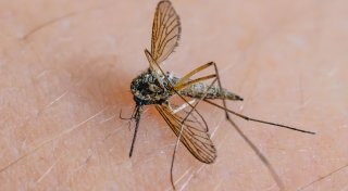 Bislang wenig Mücken - aber keine Entwarnung für den Sommer