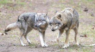 Wolf in Minden-Lübbecke? Das sagt der Kreis zu den mutmaßlichen Sichtungen