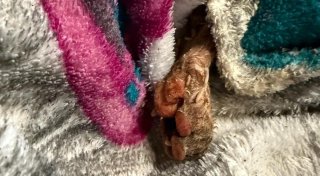Peta setzt hohe Belohnung aus: Bielefelderin entdeckt toten Hund mit Brandwunden