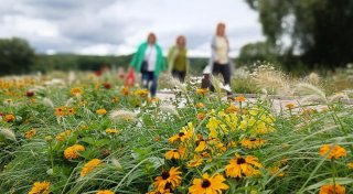 Blütenpracht in Höxter: Foto-Ausstellung erinnert an die Landesgartenschau