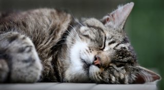 Katzen sind Linksschläfer - aus gutem Grund