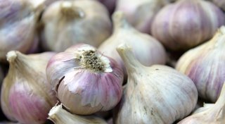 Knoblauch pflanzen - jetzt ist der beste Zeitpunkt