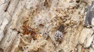 Knochensammler-Raupe trägt Überreste ihrer Beute als Tarnung