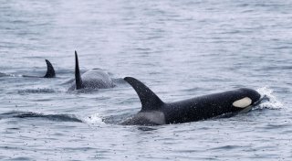 Norwegisches Segelboot vor Portugal von Orcas beschädigt