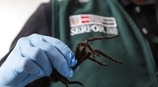 320 Spinnen unter dem Pulli: Schmuggler in Peru festgenommen