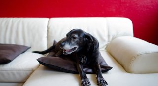 TV für Hunde? - Was Vierbeiner vor dem Bildschirm erleben