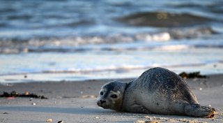 Studie: Viele junge Seehunde im Wattenmeer
