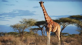 Von wegen «die» Giraffe: Vier verschiedene Arten anerkannt