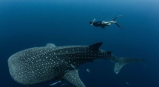 Viele Walhaie tragen Narben durch Fischerei und Tourismus