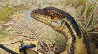 Schon Vorfahren heutiger Reptilien konnten gut hören
