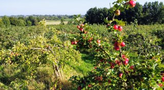 Voller Geschmack und voller Geschichte: Das „Alte Land“ der Iren