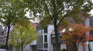 Baumfällungen in Enger sorgen für Ärger - Stadt verteidigt die Pläne