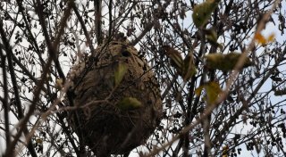 Nest der Asiatischen Hornisse im Kreis Gütersloh wird beseitigt - Imker sind erleichtert