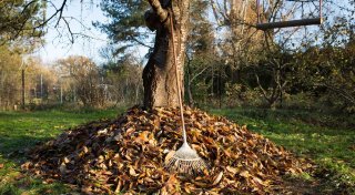 Laub im Garten: Richtig entsorgen und sinnvoll nutzen