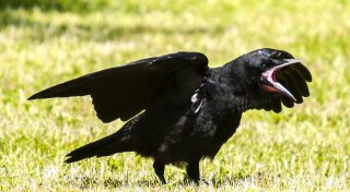 Naturschutzbehörde stoppt erneut Forstarbeiten in Bünde wegen Saatkrähen