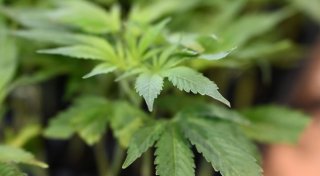 Tschechien: Drogenpilot muss ins Gefängnis