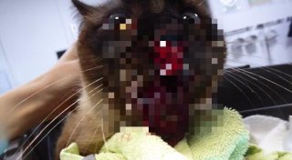 Kater kommt in Bielefeld halb tot nach Hause: Besitzerin hat schlimmen Verdacht