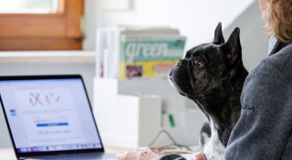 Mitbringen lohnt sich: Wenn der Hund zum Kollegen wird