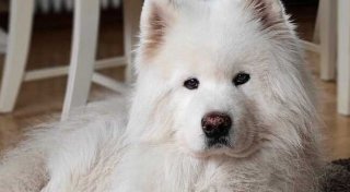 Abstimmung jetzt gestartet: Kreis Herford sucht das Haustier des Jahres 2025