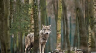 EU-Parlament macht Weg für mehr Wolf-Abschüsse frei