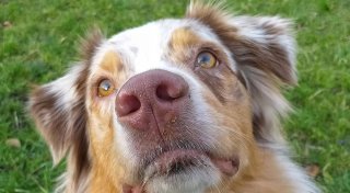 Hundehalter aufgepasst: Mehrere Giftköder an der Universität Paderborn gefunden