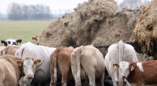 Kühe im Kreis Höxter geschlagen? Ermittlungen nach Peta-Anzeige