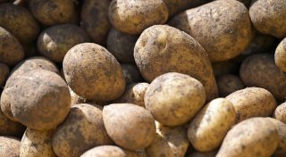 Spitzenernte bei Kartoffeln - Niedrige Preise