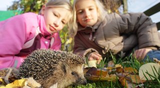 So überleben Igel, Vögel und Insekten: Tipps für Ihren Garten