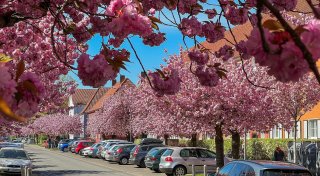 Bielefelds schönste Straße für ein paar Tage: Die Kirschblüten kommen