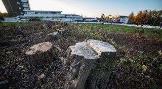 86 Bäume für Schulneubau in Bielefeld gefällt - Stadt äußert sich zu Kritik