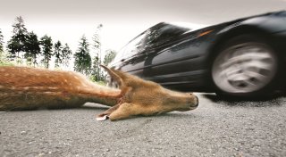 Mehrere tote Tiere: Ernste Gefahr nach Öffnung der Bielefelder Bergstraßen
